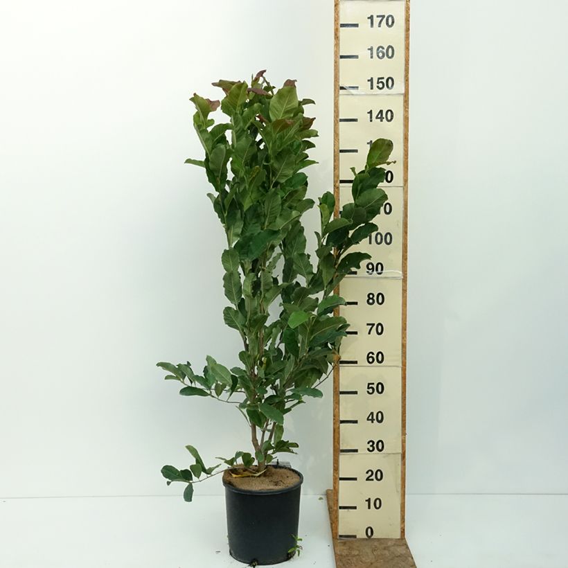 Exemplar von Magnolia stellata Rosea - Stern-Magnolie Topf mit 7,5L/10L wie im Sommer geliefert
