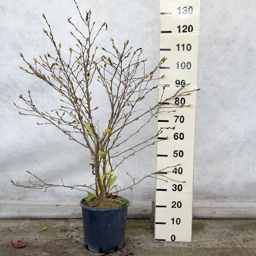 Exemplar von Magnolia stellata Royal Star - Stern-Magnolie Topf mit 12L/15L wie im Herbst geliefert