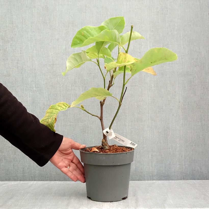 Exemplar von Magnolia brooklinensis Sunsation - Magnolie Topf mit 3L/4L wie im Herbst geliefert