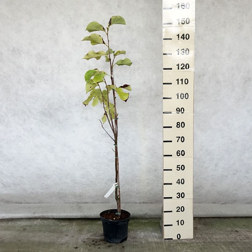Exemplar von Magnolia brooklinensis Sunsation - Magnolie Topf mit 3L/4L wie im Sommer geliefert