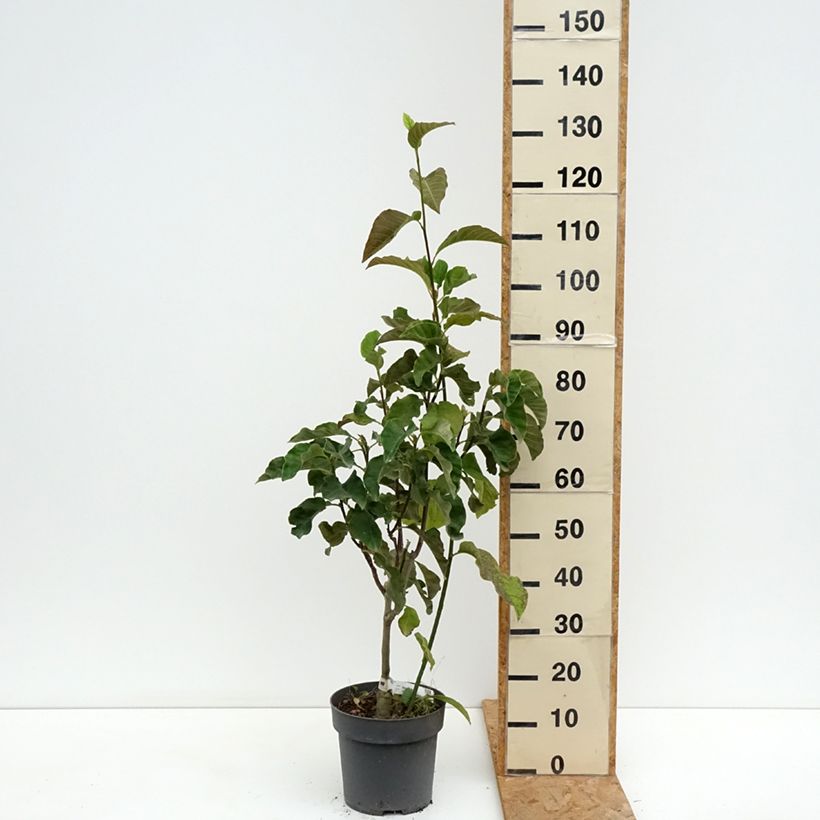 Exemplar von Magnolia Sunspire - Magnolie Topf mit 6L/7L wie im Sommer geliefert