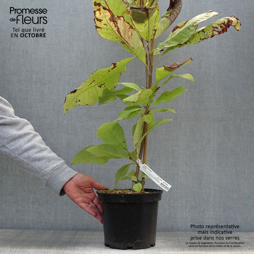 Exemplar von Magnolia tripetala - Schirm-Magnolie Topf mit 3L/4L wie im Herbst geliefert
