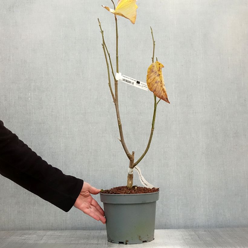 Exemplar von Magnolia acuminata Coral Lake - Gurken-Magnolie Topf mit 3L/4L wie im Herbst geliefert