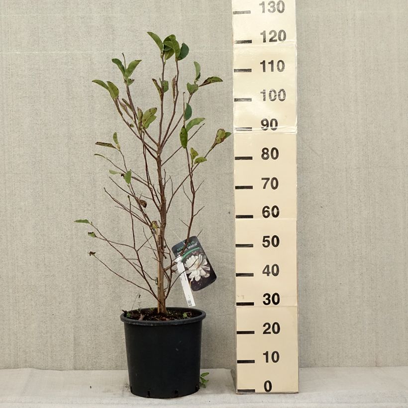 Exemplar von Magnolia loebneri Wildcat - Loebner-Magnolie Topf mit 6L/7L wie im Herbst geliefert