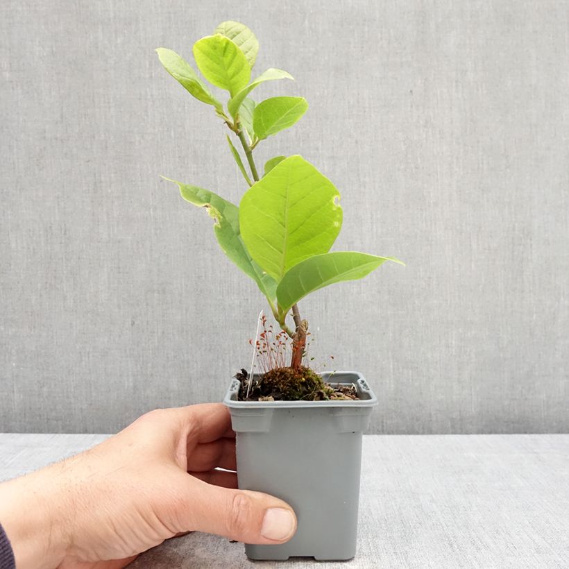 Exemplar von Magnolia soulangeana Cameo - Tulpen-Magnolie Topf 12 cm / 13 cm wie im Frühjahr geliefert