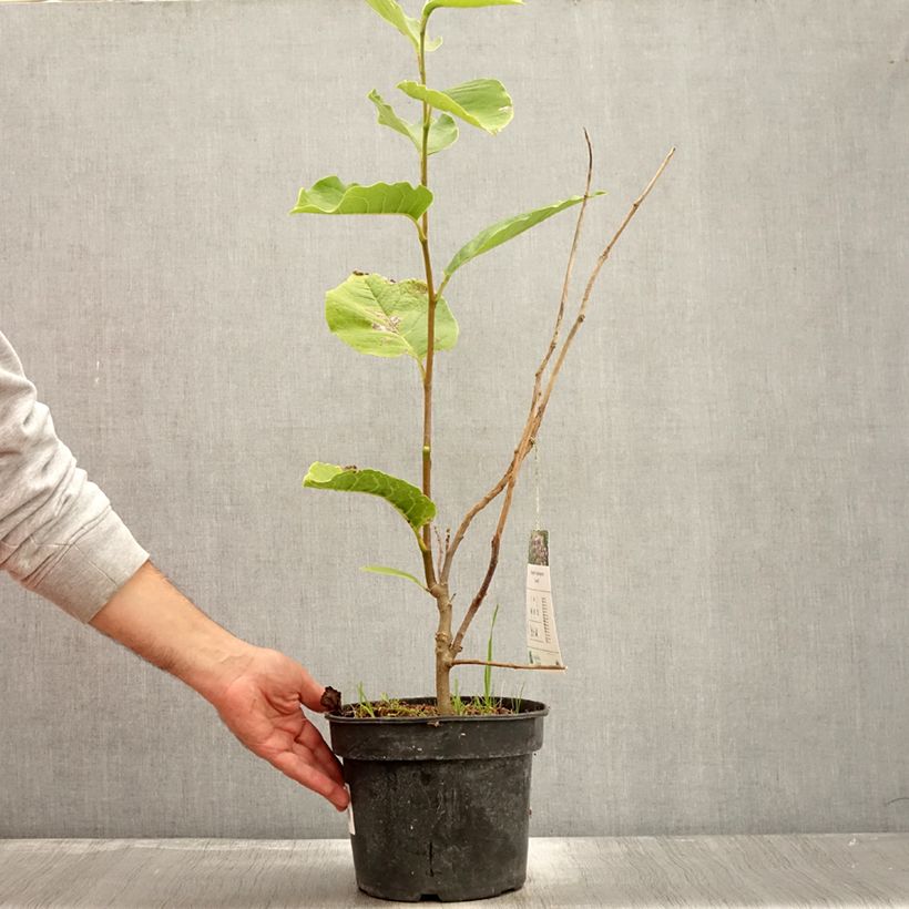 Exemplar von Magnolia soulangeana Lennei - Tulpen-Magnolie Topf mit 4L/5L wie im Herbst geliefert