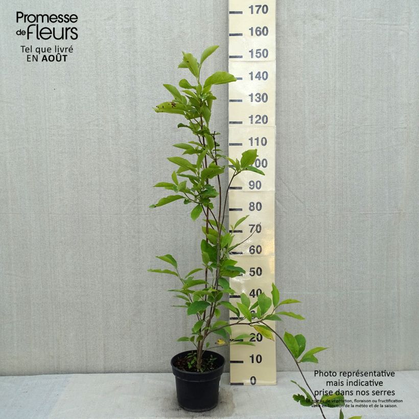 Exemplar von Magnolia soulangeana Lennei - Tulpen-Magnolie Topf mit 4L/5L wie im Sommer geliefert