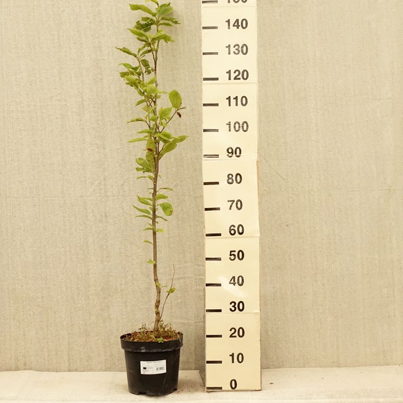 Exemplar von Magnolia Yellow Lantern - Magnolie Topf mit 6L/7L wie im Sommer geliefert
