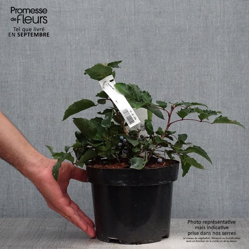 Exemplar von Mahonia aquifolium Apollo - Gewöhnliche Mahonie Topf mit 2L/3L wie im Herbst geliefert