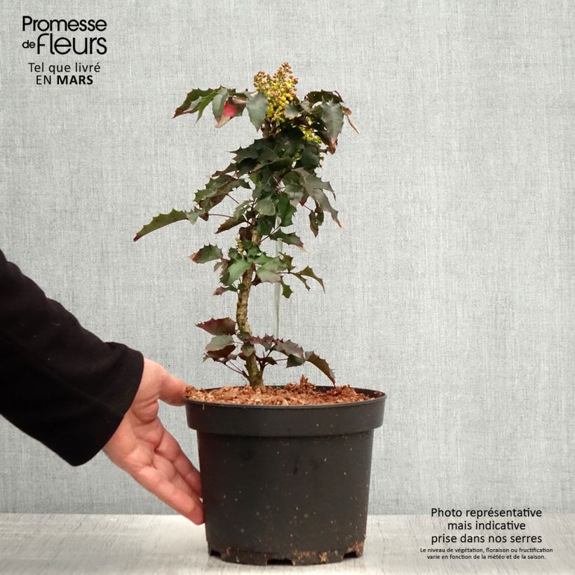 Exemplar von Mahonia aquifolium - Gewöhnliche Mahonie Topf mit 2L/3L wie im Frühjahr geliefert