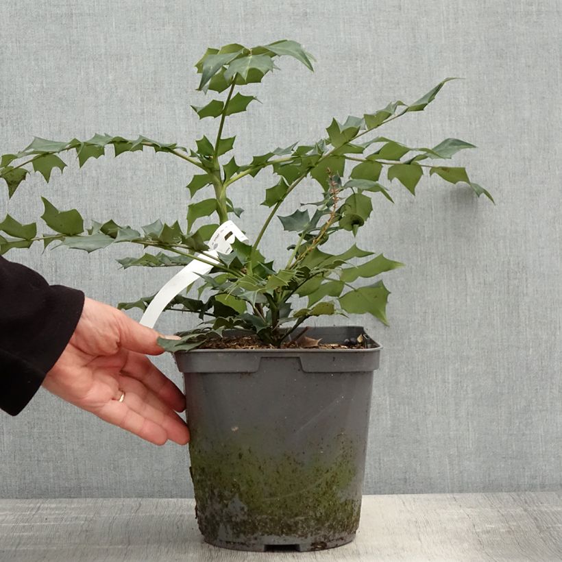 Exemplar von Mahonia bealei - Beales Mahonie Topf mit 3L/4L wie im Frühjahr geliefert