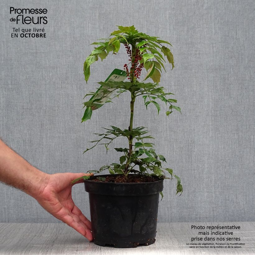 Exemplar von Mahonia nitens Cabaret - Orangeblühende Mahonie Topf mit 2L/3L wie im Herbst geliefert