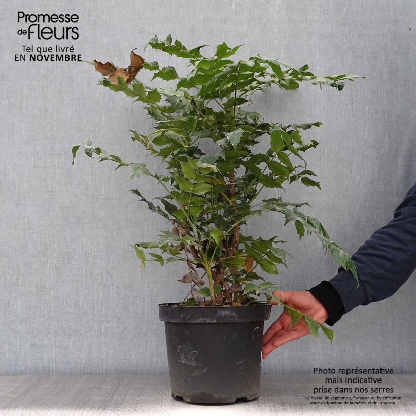 Exemplar von Mahonia japonica Hivernant - Japanische Mahonie Topf mit 7,5L/10L wie im Herbst geliefert