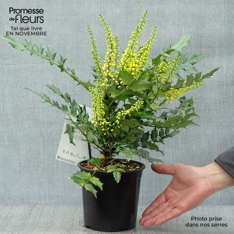 Exemplar von Mahonia media Charity - Winterblühende Mahonie Topf mit 2L/3L wie im Herbst geliefert