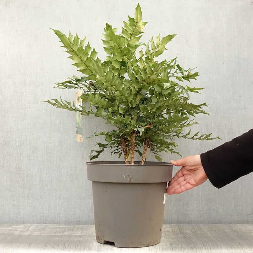Exemplar von Mahonia media Winter Sun - Winterblühende Mahonie Topf mit 7,5L/10L wie im Herbst geliefert