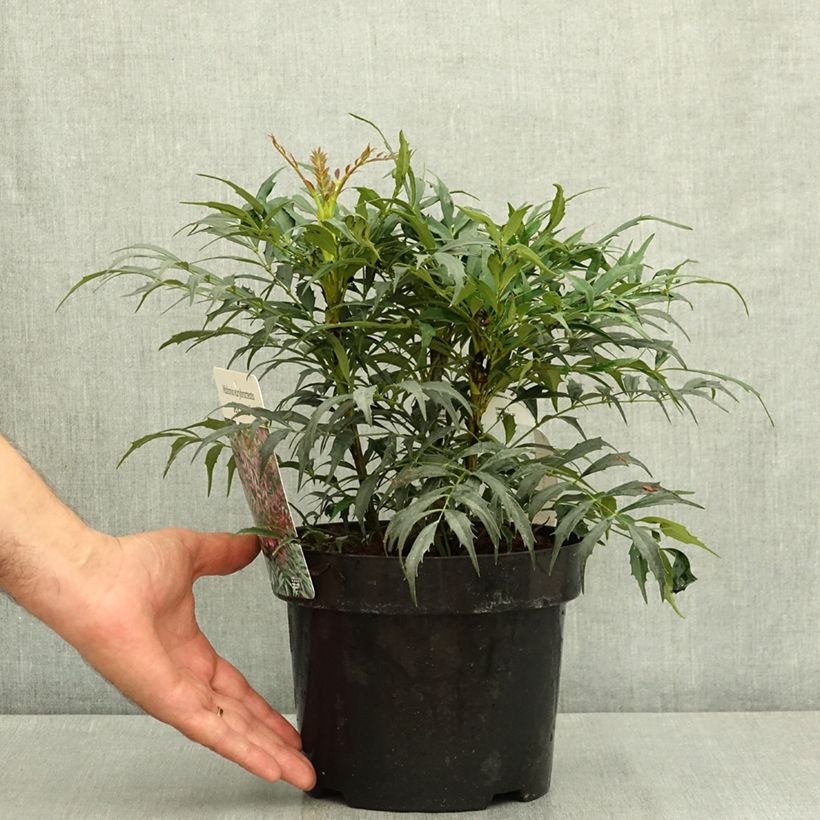 Exemplar von Mahonia Meteor - Stachellose Mahonie Topf mit 3L/4L wie im Sommer geliefert
