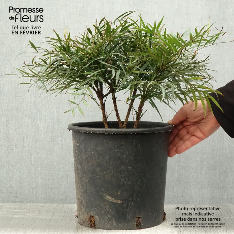 Exemplar von Mahonia eurybracteata Soft Caress - Stachellose Mahonie Topf mit 7,5L/10L wie im Winter geliefert