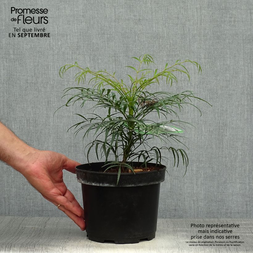 Exemplar von Mahonia eurybracteata Soft Caress - Stachellose Mahonie Topf mit 3L/4L wie im Herbst geliefert