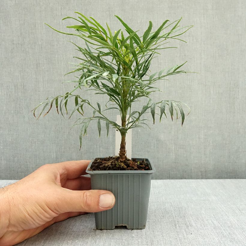 Exemplar von Mahonia eurybracteata Soft Caress - Stachellose Mahonie Kleine Töpfe von 8/9 cm wie im Sommer geliefert