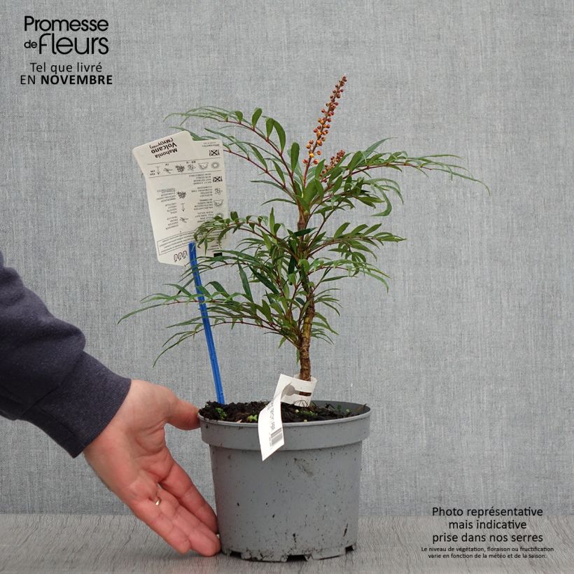 Exemplar von Mahonia eurybracteata Volcano - Stachellose Mahonie Topf mit 2L/3L wie im Herbst geliefert