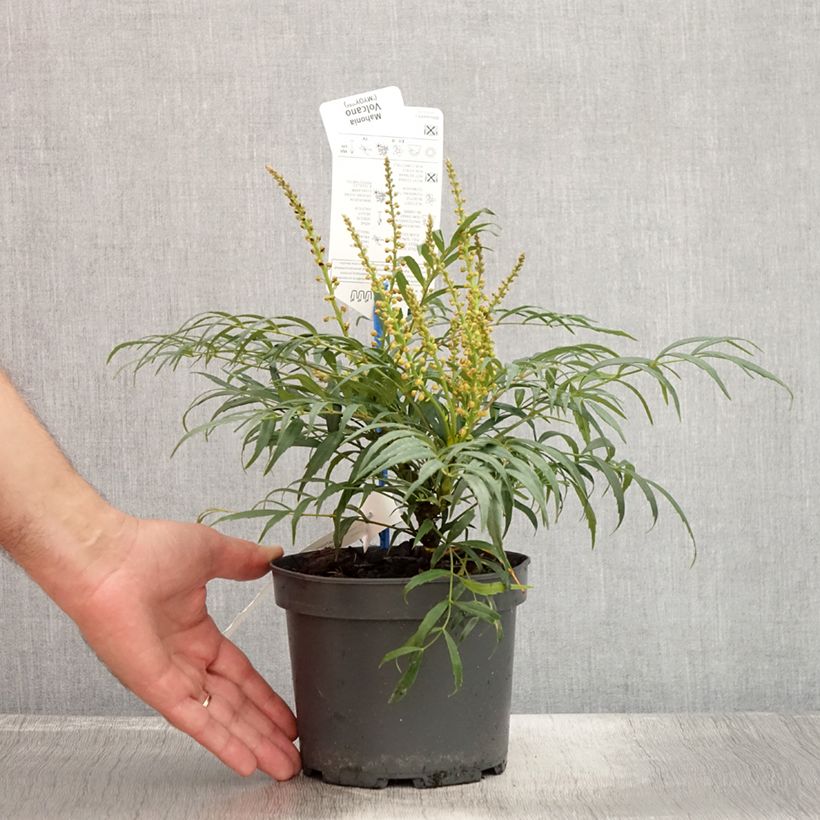 Exemplar von Mahonia eurybracteata Volcano - Stachellose Mahonie Topf mit 2L/3L wie im Sommer geliefert