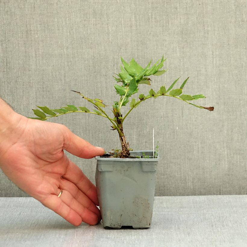 Exemplar von Mahonia media Charity - Winterblühende Mahonie Kleine Töpfe von 8/9 cm wie im Sommer geliefert