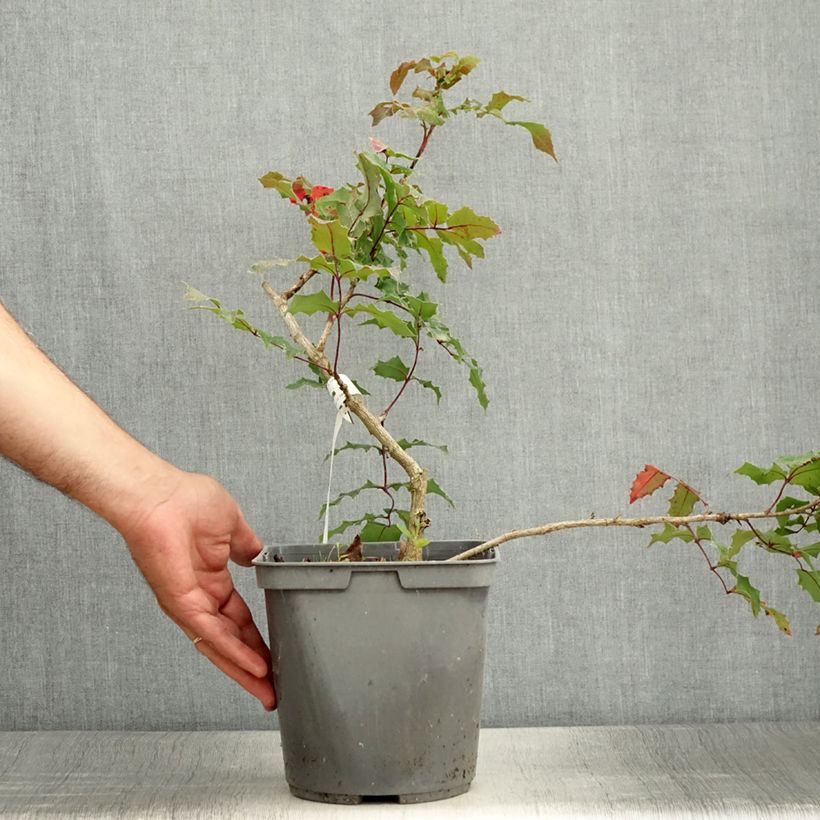 Exemplar von Mahonia wagneri Fireflame - Wagners Mahonie Topf mit 4L/5L wie im Sommer geliefert