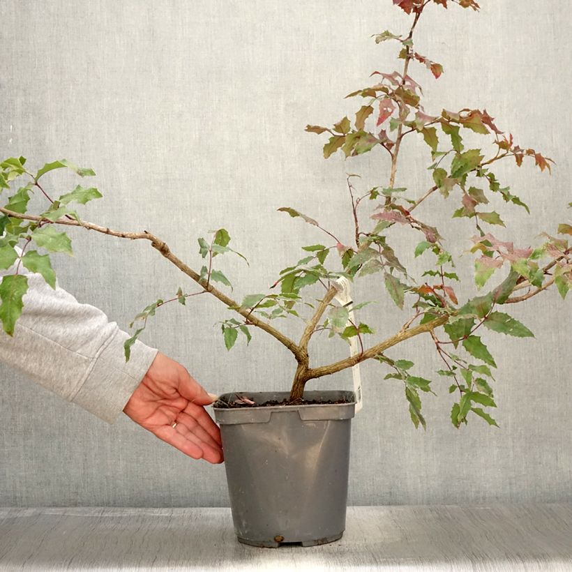 Exemplar von Mahonia wagneri Pinnacle - Wagners Mahonie Topf mit 4L/5L wie im Herbst geliefert