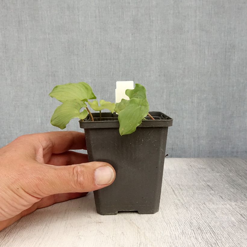 Exemplar von Maianthemum bifolium - Schattenblume Kleine Töpfe von 8/9 cm wie im Sommer geliefert