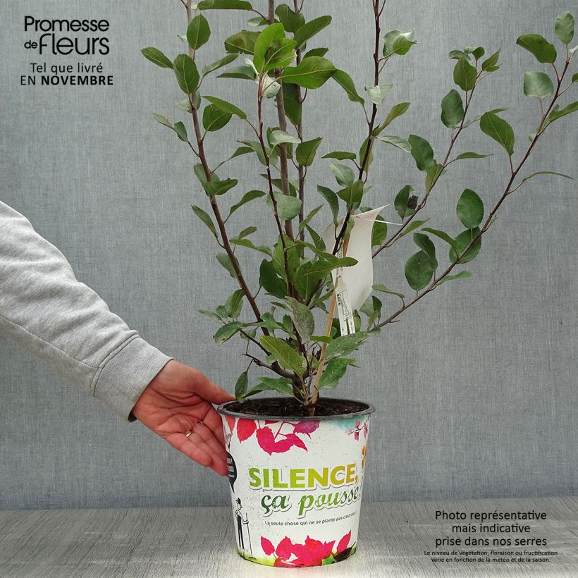 Exemplar von Weißdorn-Apfel Appletini Gulliver - Malus transitoria Topf mit 4L/5L wie im Herbst geliefert