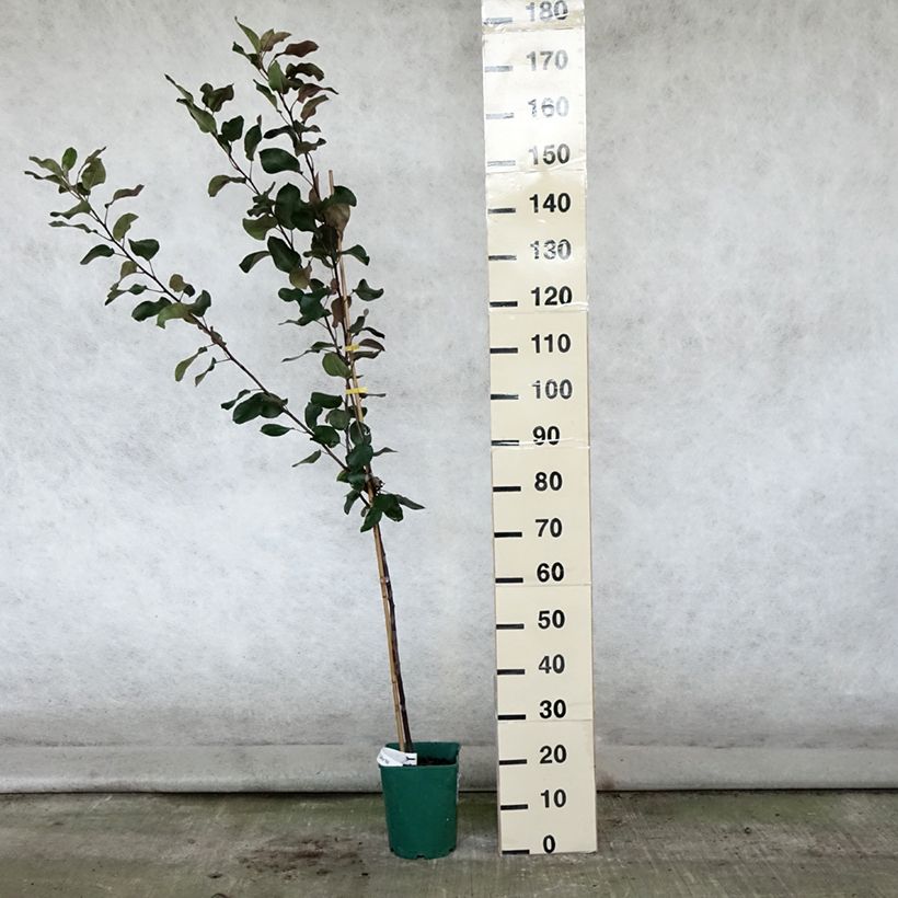 Exemplar von Weißdorn-Apfel Appletini Gulliver - Malus transitoria Topf mit 4L/5L wie im Sommer geliefert