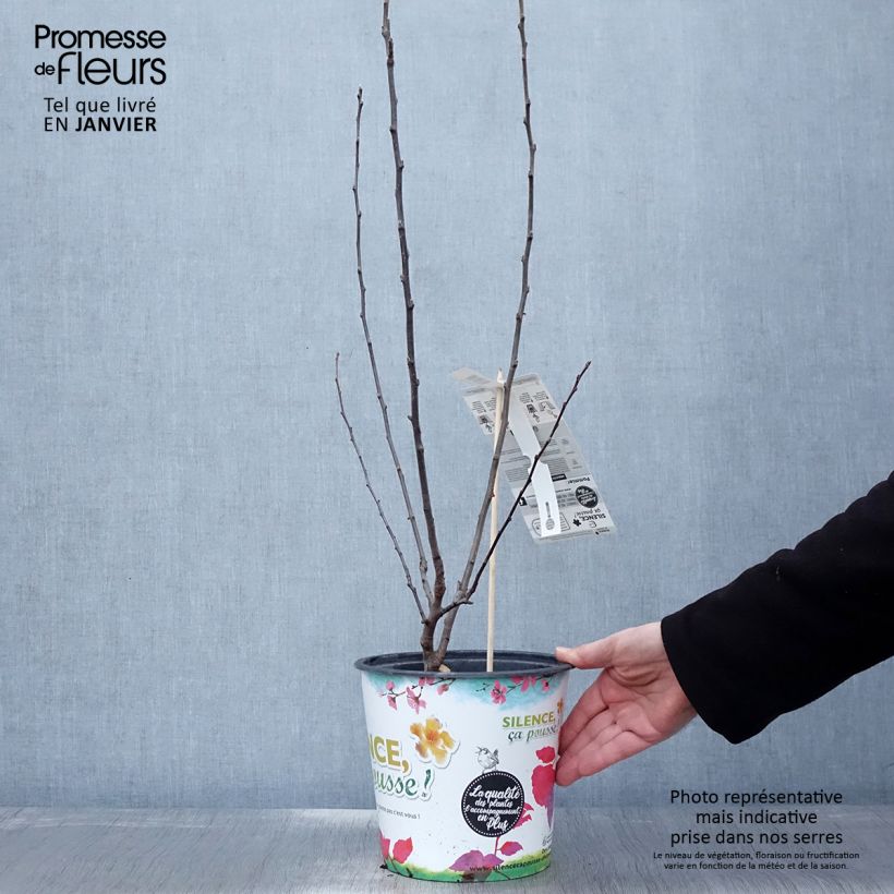 Exemplar von Weißdorn-Apfel Appletini Gulliver - Malus transitoria Topf mit 4L/5L wie im Winter geliefert