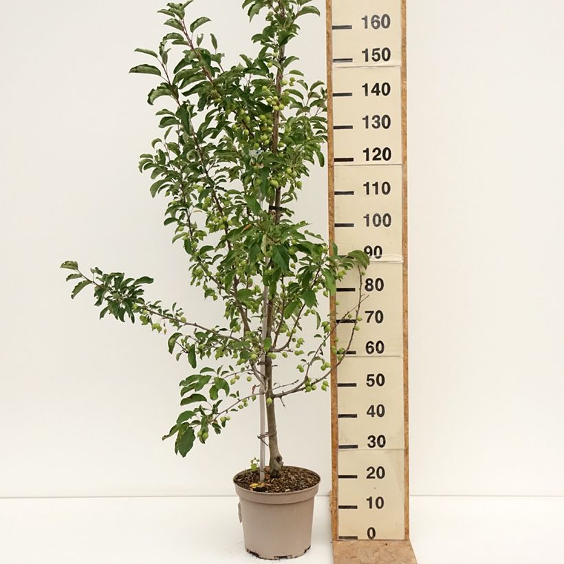 Exemplar von Zierapfel Comtesse De Paris - Malus Topf mit 7,5L/10L wie im Sommer geliefert