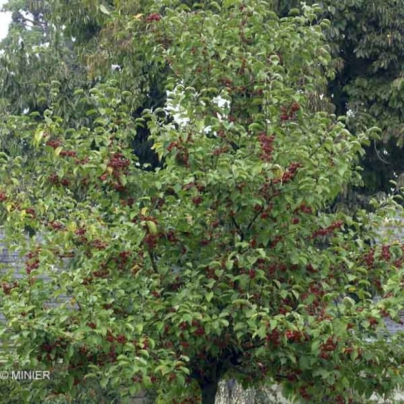 Zierapfel Evereste 'Perpetu' - Malus (Hafen)
