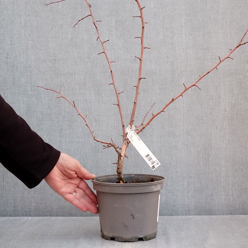 Exemplar von Toringo-Apfel - Malus toringo Topf mit 3L/4L wie im Herbst geliefert