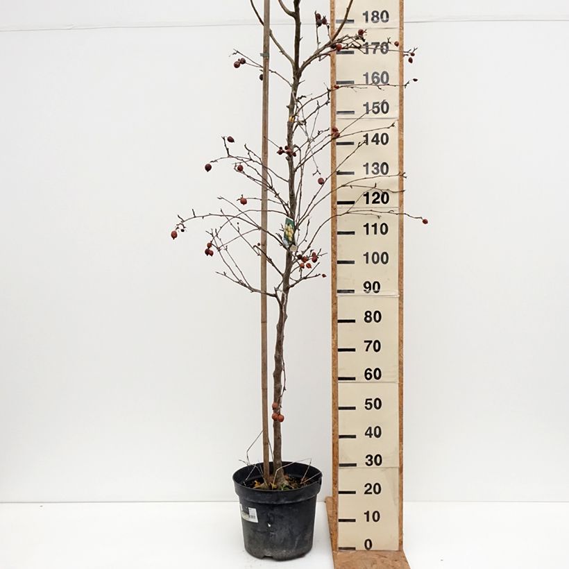 Exemplar von Zierapfel Yellow Siberian - Malus robusta Topf mit 12L/15L wie im Herbst geliefert
