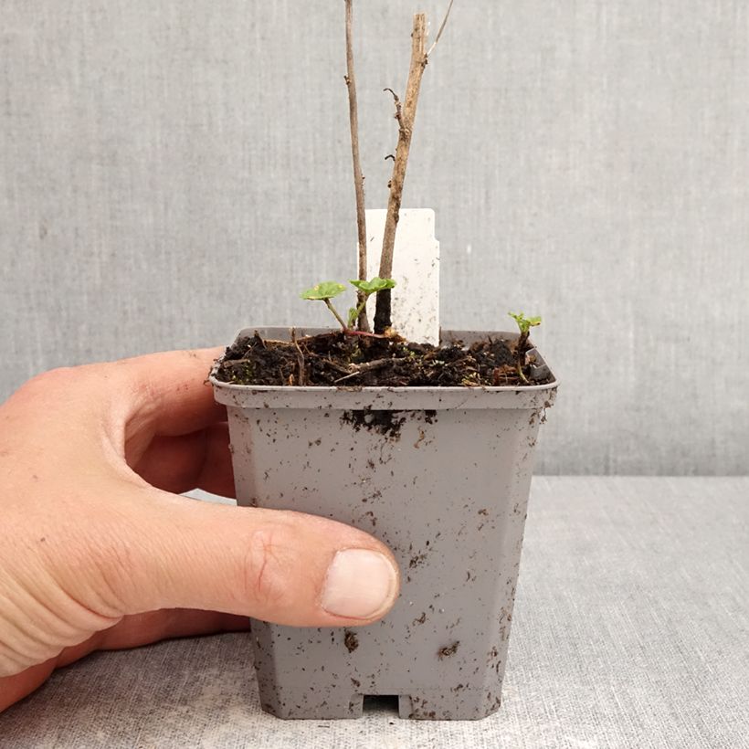 Exemplar von Wilde Malve Zebrina Blue - Malva sylvestris Kleine Töpfe von 8/9 cm wie im Frühjahr geliefert