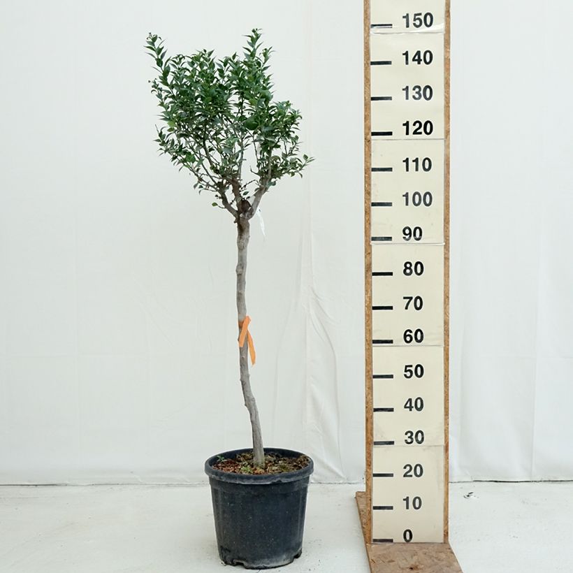 Exemplar von Chinotto - Citrus aurantium var. myrtifolia Topf mit 18L/20L, Halbstamm wie im Herbst geliefert