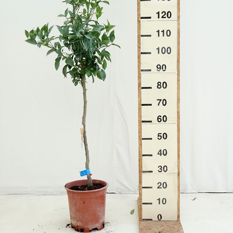 Exemplar von Mittelmeer-Mandarine - Citrus deliciosa Topf mit 7,5L/10L, Halbstamm wie im Herbst geliefert
