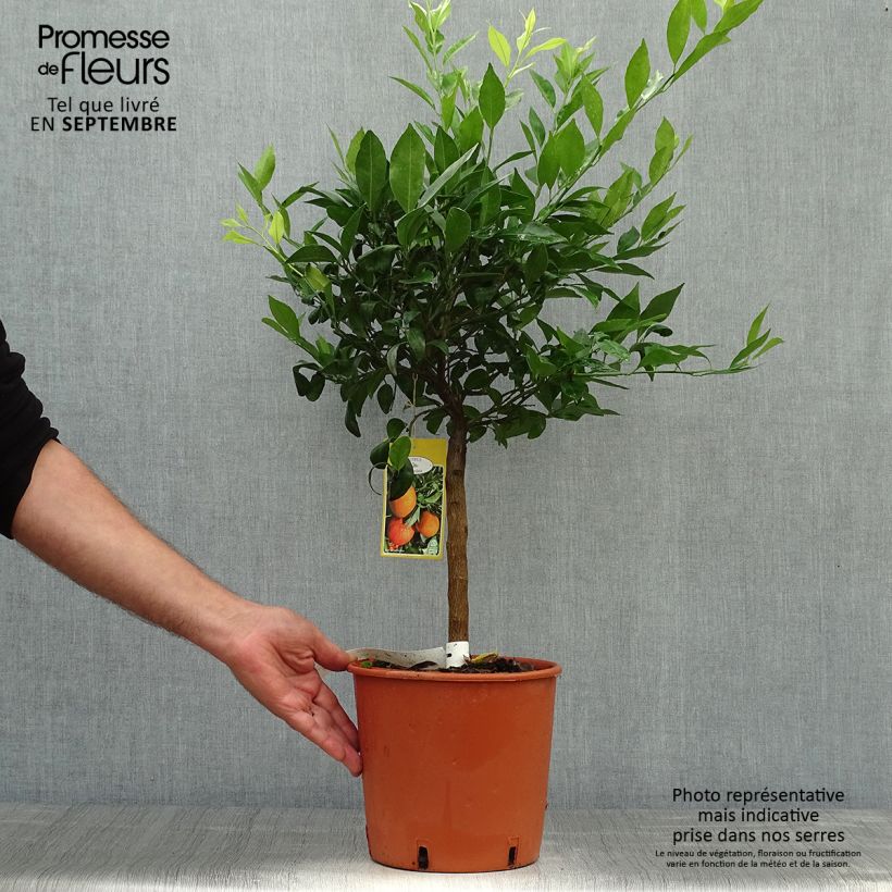 Exemplar von Mandarine Keraji - Citrus reticulata Topf mit 2L/3L, Strauch wie im Herbst geliefert