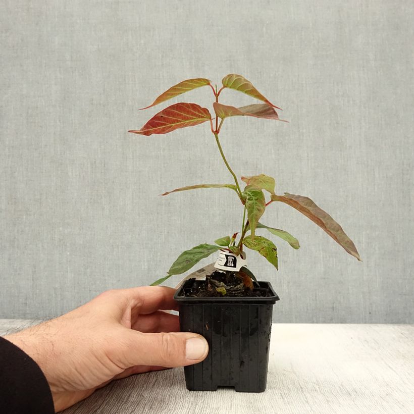 Exemplar von Mandevilla laxa - Chilenischer Jasmin Kleine Töpfe von 8/9 cm wie im Herbst geliefert