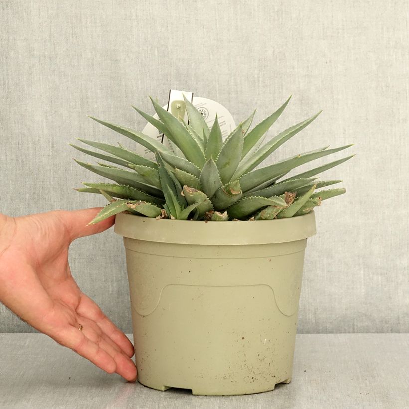 Exemplar von Mangave Mad About Mangavé Frosted Elegance Pot de 3L/4L wie im Sommer geliefert