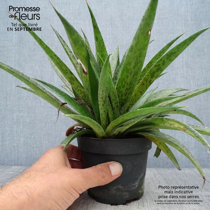 Exemplar von Mangave Mangavé Pineapple Express Topf mit 1L/1,5L wie im Herbst geliefert