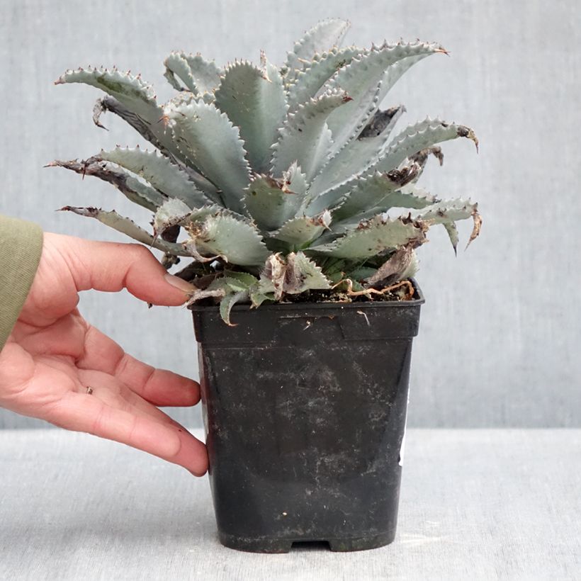 Exemplar von Mangave Mangavé Silver Fox Topf mit 1L/1,5L wie im Winter geliefert