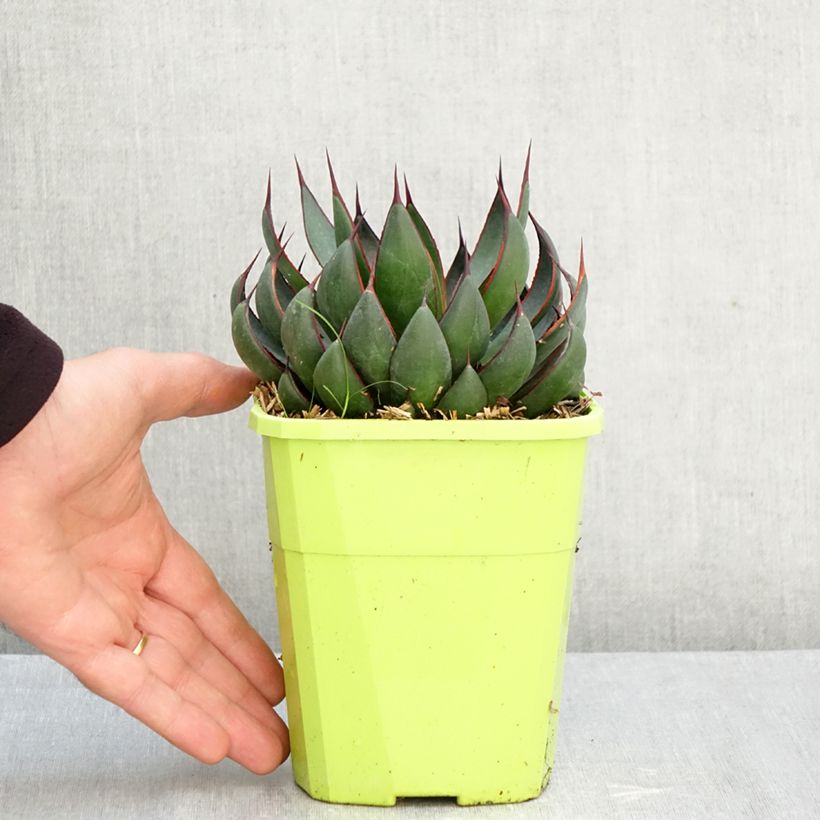 Exemplar von Mangave Praying Hands Topf mit 3L/4L wie im Herbst geliefert