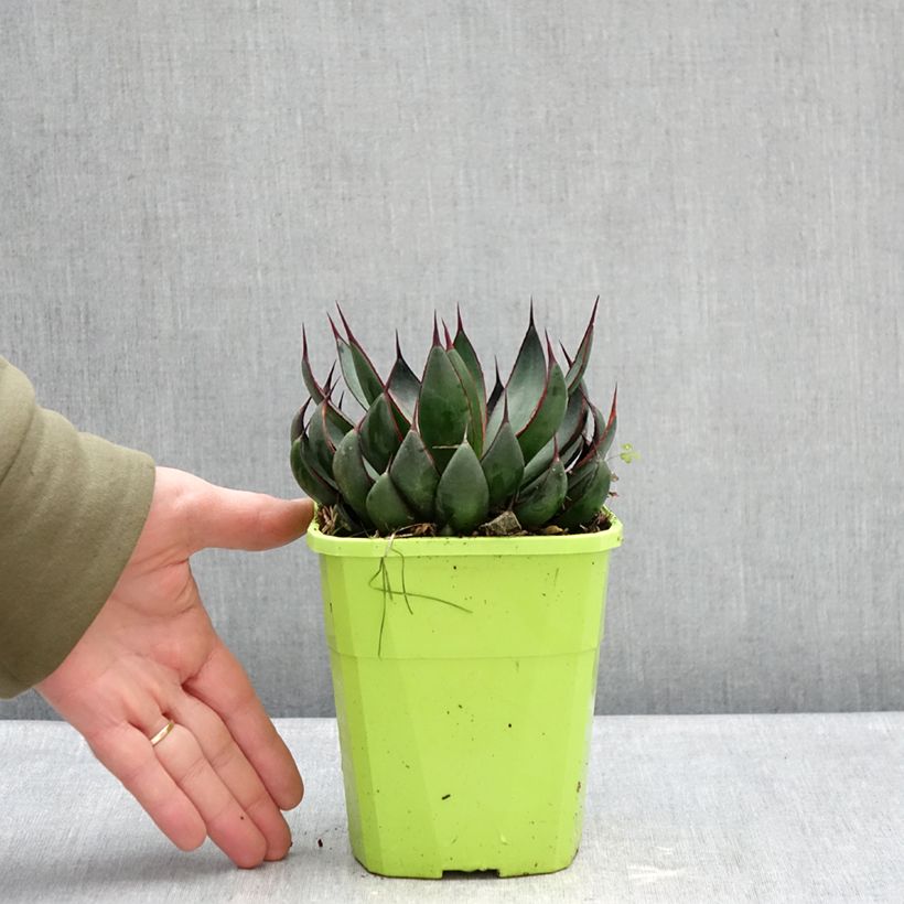 Exemplar von Mangave Praying Hands Topf mit 3L/4L wie im Winter geliefert