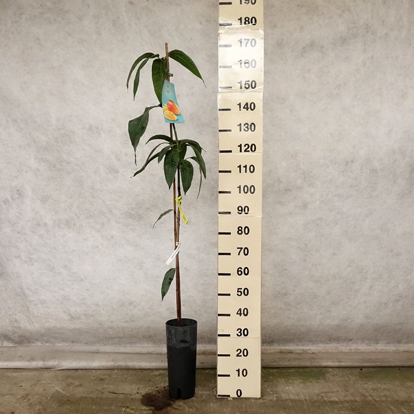 Exemplar von Mangifera indica - Mangobaum Topf mit 6L/7L wie im Herbst geliefert