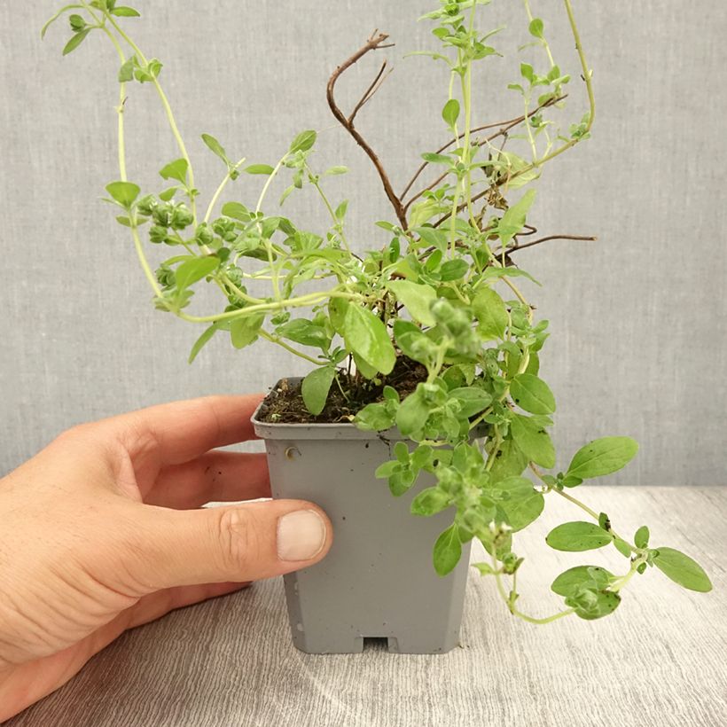 Exemplar von Majoran Pizza - Origanum majorana Kleine Töpfe von 8/9 cm wie im Sommer geliefert