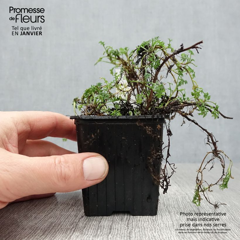 Exemplar von Matricaria tchihatchewii - Kamille Kleine Töpfe von 8/9 cm wie im Winter geliefert