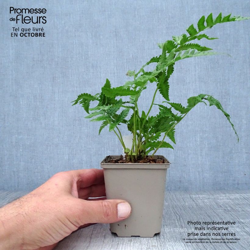 Exemplar von Asiatischer Straußenfarn - Matteuccia orientalis Kleine Töpfe von 8/9 cm wie im Herbst geliefert